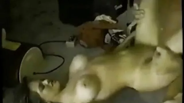 Lần thứ tư, BBC sucks! Hút hàn quốc xxx vòi nước trước khi cưỡi một da đen